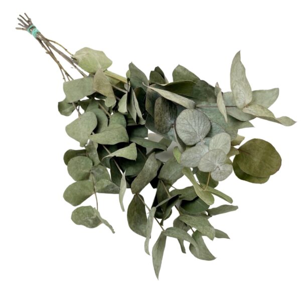 Botte d'eucalyptus