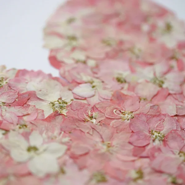 Herbier l'amour – Image 4